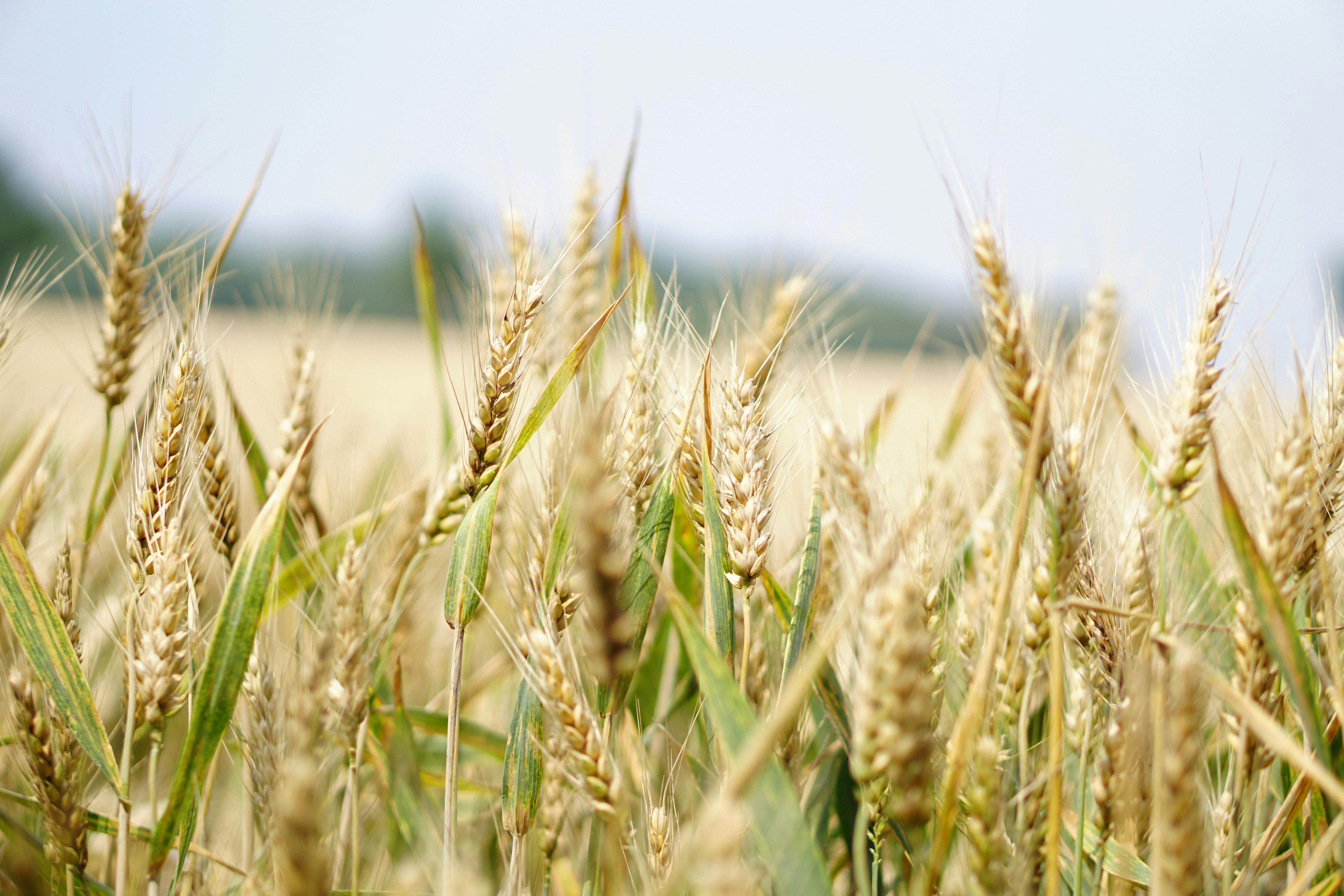 Farm landscape for PMP Rice Mill